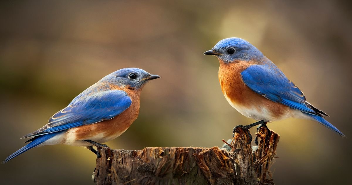 Missing the Bluebirds, a blog by Pastor Leigh at Vashon Presbyterian Church
