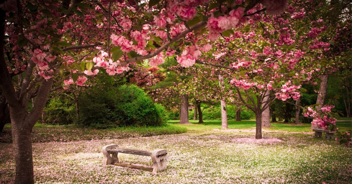 Experience the Blossoms, a blog by Pastor Leigh at Vashon Presbyterian Church