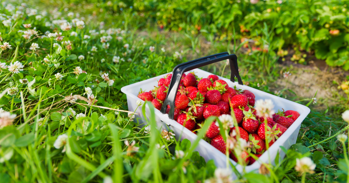 Summer's Special Embrace, a blog by Pastor Leigh at Vashon Presbyterian Church