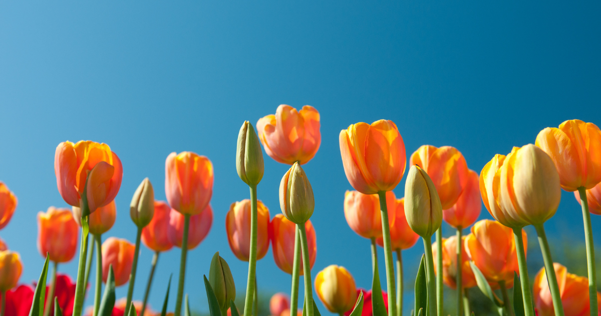 2025-03_Spring Vashon Presbyterian March 2025 blog post Honoring the lenten season