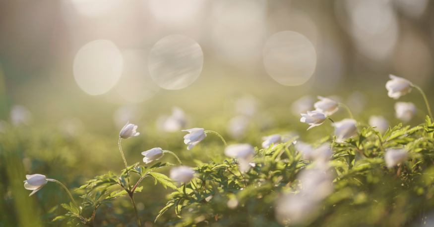 2025-04_ Vashon Presbyterian April Blog Post